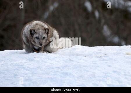 Weiße Arktis-Füchse, die im Schnee spielen Stockfoto