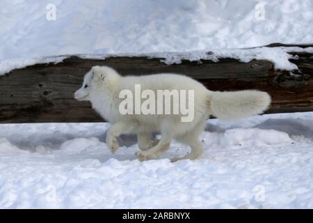 Weiße Arktis-Füchse, die im Schnee spielen Stockfoto