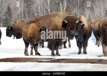 North American Bison Stockfoto