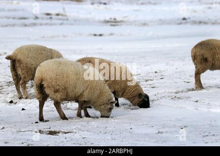 Im Winter graziieren die Schafe Stockfoto