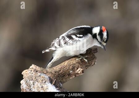 Dowy Woodpecker im Winterwald Stockfoto