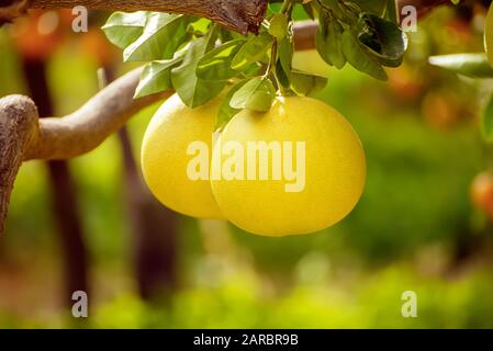 Reif pomelo Früchte hängen an den Bäumen im Garten von Zitrusfrüchten. Ernte der tropischen Pomelo im Obstgarten. Pomelo ist das traditionelle Essen in China, gibt es Glück. Landwirtschaftliche Hintergrund Stockfoto