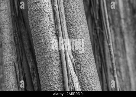 Schwarz-weißer Schuss von jungen Ästen und Stämmen von geclusterten jungen Bäumen in einer Hegerow. Baumabstrakt, Abstraktion in der Natur. Stockfoto