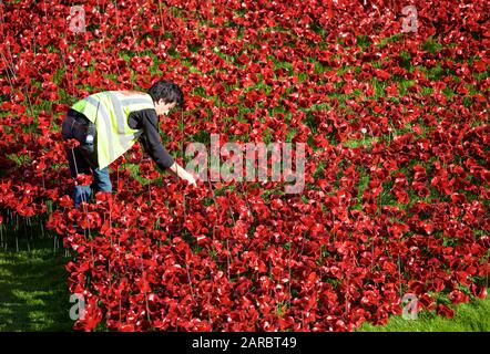 Einer der Freiwilligen auf der Tower von London Blut fegte Länder und Meere der Roten Installation. Stockfoto