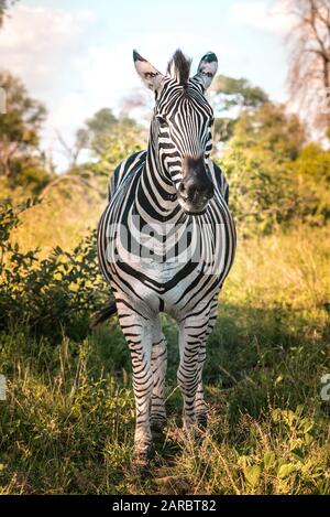 Zebra in der afrikanischen Wildnis Stockfoto