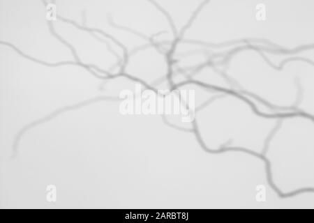 Unscharfer Natur Hintergrund. Overlay für Foto. Graue Schatten von curvy Willow Tree Branches auf einer weißen Wand. Abstrakte natürliches Konzept Stockfoto