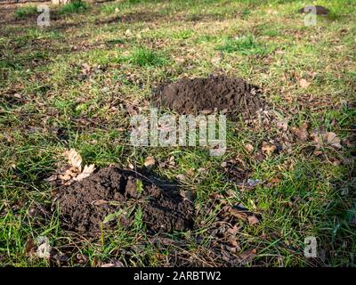 Viele Molehügel auf einer Wiese Stockfoto