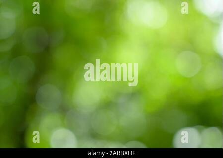 Bokeh blur grüner Hintergrund Stockfoto