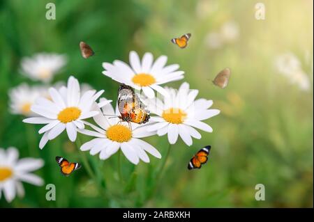 Die gelb orange Schmetterling befindet sich auf der weiß-rosa Blüten in das grüne Gras Felder Stockfoto