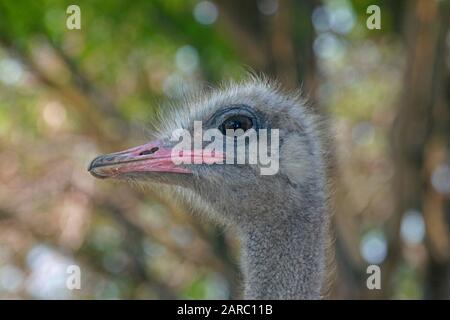 Gemeinsamer Strauß-, Kopf-, Löwen- und Safaripark, Gauteng, Südafrika. Stockfoto