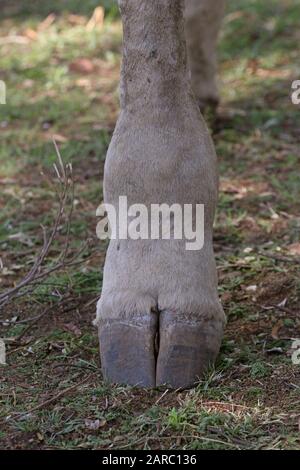 Giraffe Nahaufnahme, Lion & Safari Park, Gauteng, Südafrika. Stockfoto