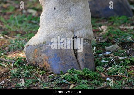 Giraffe Nahaufnahme, Lion & Safari Park, Gauteng, Südafrika. Stockfoto