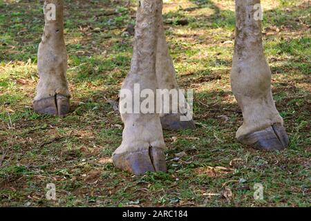 Giraffe Nahaufnahme, Lion & Safari Park, Gauteng, Südafrika. Stockfoto