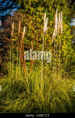 Maidenhead, Berkshire, 10. Januar 2020, Raymill Island, River Thames, Pampas Grases Sway in the Early Morning Sun, Thames Valley, [Mandatary Credit Stockfoto