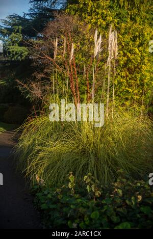 Maidenhead, Berkshire, 10. Januar 2020, Raymill Island, River Thames, Pampas Grases Sway in the Early Morning Sun, Thames Valley, [Mandatary Credit Stockfoto