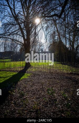 Maidenhead, Berkshire, 20. Januar 2020, Taplow Riverside, Cuturated Gardens, River Thames, Thames Valley, [Mandatary Credit: Peter SPURRIER], Stockfoto