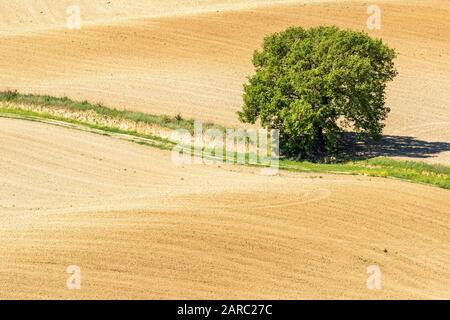 Einsamer Baum auf einer Feldstraße Stockfoto