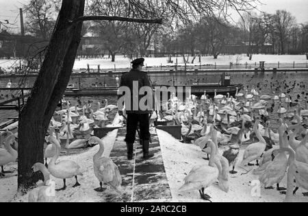 Der Schwanenvater Harald Niess kümmert sich um die Alsterschwäne in Hamburg, Deutschland 1970er Jahre. Stockman Harald Niess, genannt "Schwanenvater", füttert und kümmert sich um die Schwäne der Alster in Hamburg in den 1970er Jahren. Stockfoto