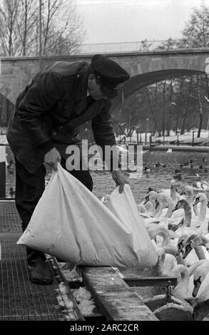 Der Schwanenvater Harald Niess kümmert sich um die Alsterschwäne in Hamburg, Deutschland 1970er Jahre. Stockman Harald Niess, genannt "Schwanenvater", füttert und kümmert sich um die Schwäne der Alster in Hamburg in den 1970er Jahren. Stockfoto