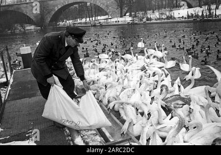 Der Schwanenvater Harald Niess kümmert sich um die Alsterschwäne in Hamburg, Deutschland 1970er Jahre. Stockman Harald Niess, genannt "Schwanenvater", füttert und kümmert sich um die Schwäne der Alster in Hamburg in den 1970er Jahren. Stockfoto