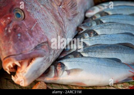 Neben kleineren Seidenfischen liegt ein großer frischer appetitlicher Fisch auf dem Tisch. Stockfoto