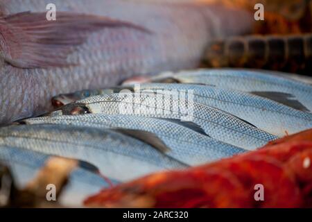 Neben kleineren Seidenfischen liegt ein großer frischer appetitlicher Fisch auf dem Tisch Stockfoto