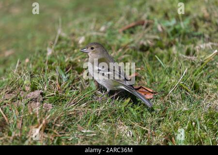 Sehr kleiner passeriner Vogel, endemisch auf der Insel Madeira (madeira firecrest, madeira Kinglet, regulus madeirensis) Stockfoto