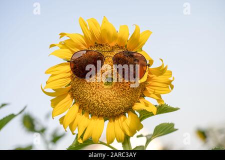 Lächeln Sie Sonnenblume, Glas auf der riesigen Sonnenblume auf dem Feld Stockfoto