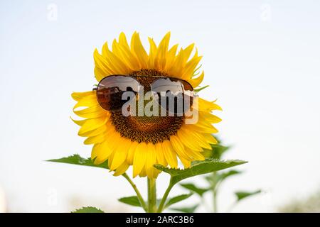 Lächeln Sie Sonnenblume, Glas auf der riesigen Sonnenblume auf dem Feld Stockfoto