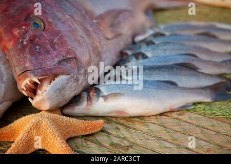 Ein großer frischer appetitlicher Fisch liegt auf einem Holztisch neben kleineren Seidenfischen. In der Nähe befindet sich der Seestern Stockfoto