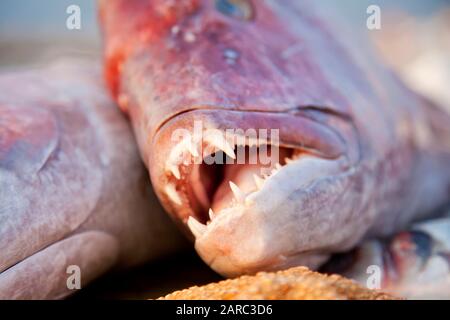 Ein großer frischer appetitlicher rötlicher Fisch liegt auf einem Holztisch, der mit einem Netz bedeckt ist. In der Nähe befindet sich der Seestern Stockfoto