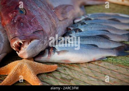 Ein großer frischer appetitlicher Fisch liegt auf einem Holztisch neben kleineren Seidenfischen. In der Nähe befindet sich der Seestern Stockfoto