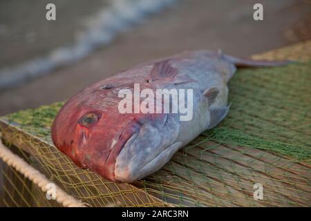 Ein großer frischer appetitlicher rötlicher Fisch liegt auf einem Holztisch, der mit einem Netz bedeckt ist. In der Nähe befindet sich der Seestern Stockfoto