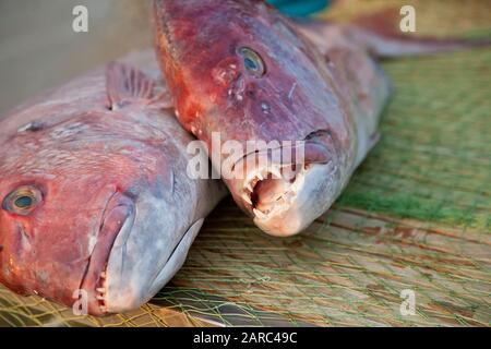 Ein großer frischer appetitlicher rötlicher Fisch liegt auf einem Holztisch, der mit einem Netz bedeckt ist. In der Nähe befindet sich der Seestern Stockfoto