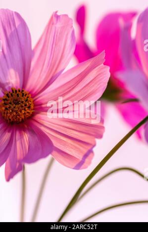 Dekorative Rosarote Gartenblume Cosmos, Cosmos Bipinnatus, Cosmea Bipinnata, Bidens Formosa. Mexikanisches Aster. Nahaufnahme. Stockfoto