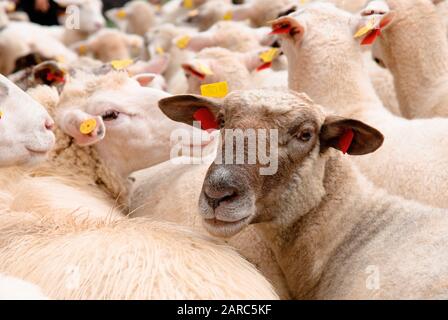 Schaf in Herde mit Blick auf die Kamera Stockfoto