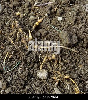 Zwiebelkeulchen oder falsche Hafer (Arrhenatherum elatius) Gras-Unkraut-Kulme, die nach der Rotovation auf dem Boden verstreut sind Stockfoto