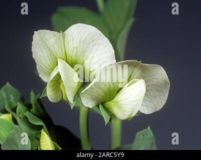 Blätter und weiße Blüte mit fünf Kronblättern und Grünvenation einer Erbse (Pisum sativum) Stockfoto