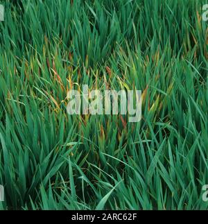 Schwerpunkt der Infektion des Gerstengelben Zwergvirus (BYDV), Symptome der Schäden durch rotes Blatt bei jungen Haferpflanzen, Hampshire, Stockfoto