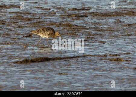 Curlew Numeius arquata, große Wader, lange heruntergebogene Schlaufe und lange blaugraue Beine graubraunes Gefiederbäler durchstreift und gepunktete Unterteile blassen Bauch Stockfoto