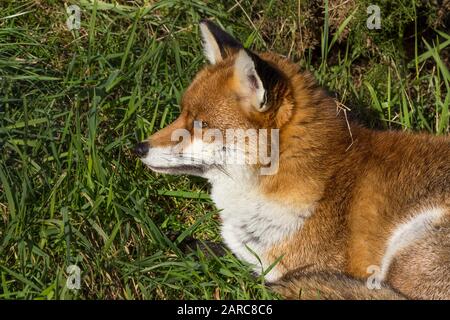 Fox Vulpes schwulpt orangefarbiges rotes Fell schwarze Markierungen auf Beinen und hinter Ohren, weißes Wangenkinn und Unterseite mit buschig weißem gespitztem Schwanz. Wintermantel Großbritannien. Stockfoto