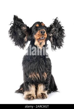 Cocker Spaniel vor weißem Hintergrund Stockfoto