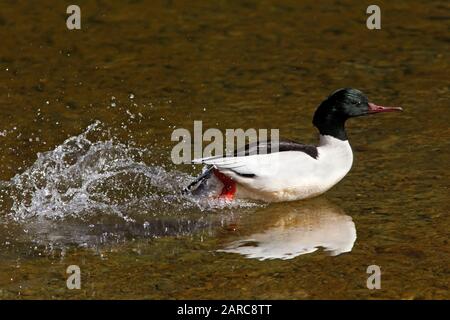 Gänsefarben (Mergus merganser), die auf der Oberfläche eines Flusses, Schottland, Großbritannien, laufen. Stockfoto