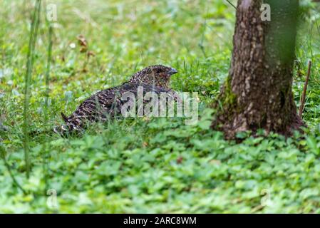 Weibliche Kapercaillie, Tetrao urogallus, in lek Lage in der Kiefer im bayerischen Wald. Auerhahn tetrao urogallus Stockfoto