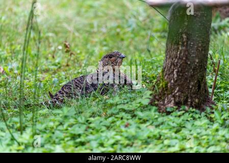 Weibliche Kapercaillie, Tetrao urogallus, in lek Lage in der Kiefer im bayerischen Wald. Auerhahn tetrao urogallus Stockfoto