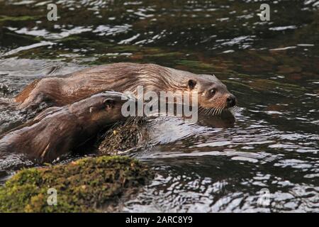 Otter (Lutra Lutra), der in einem Fluss, Schottland, Großbritannien, lebt. Stockfoto