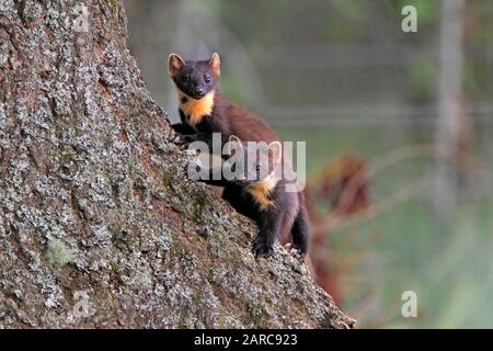 Marder, Schottland, UK. Stockfoto