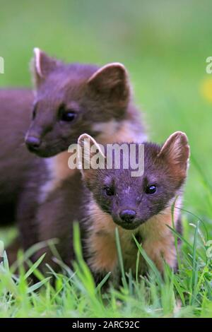 Marder, Schottland, UK. Stockfoto