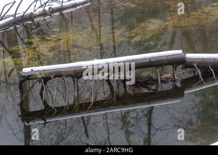 Gefallener Baum in einem See im Yosemite National Park Stockfoto