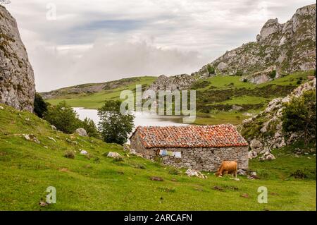 Braune Kuh, die auf einem schönen grünen Rasen im Hochland von Asturien mit malerischem Blick auf die Berge weidet Stockfoto